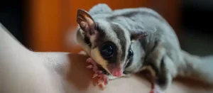 Sugar Glider Breeding Mating, Pregnancy and Joy Care