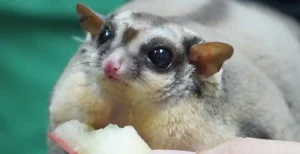 Neutering Sugar Glider