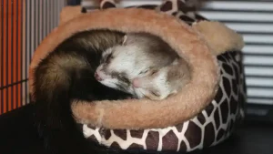 Female Sugar Gliders Live Together