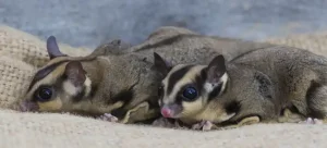 Male and Female Sugar Gliders