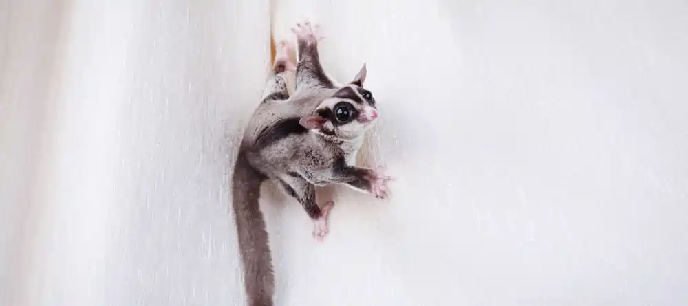 Temperature Handling Sugar Glider