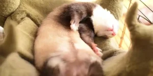 Two Male Sugar Gliders Sleep Together