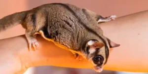 Sugar Gliders Really Cost
