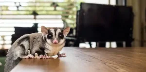 Sugar Gliders Full Grown