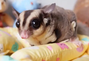 Sugar Gliders Pouch