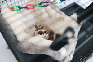 sugar glider care home