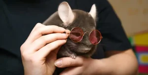 Sugar Glider Care Temperature