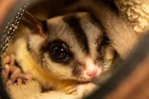 Average Lifespan of a Sugar Glider