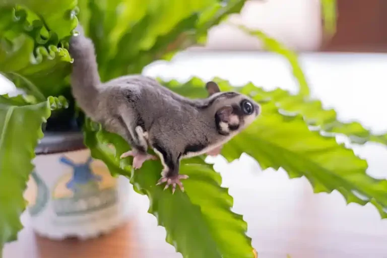 Bananas Safe for Sugar Gliders