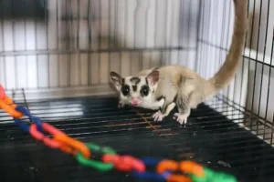 Best Cage for Sugar Gliders