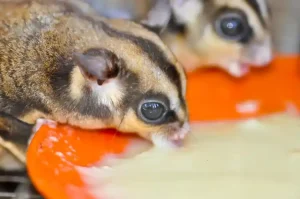 Best Diet for a Sugar Glider
