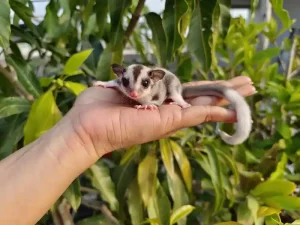 Bond with a Sugar Glider