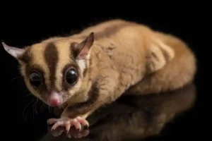 Health Problems sugar gliders