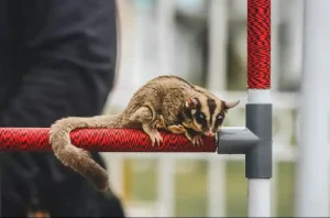 Materials for the Bottom of a Sugar Glider Cage