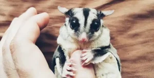 Pros of Owning a Sugar Glider