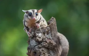 Provide a Spacious Cage