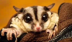 Sugar Glider Ban in California