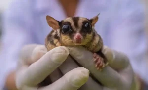 Sugar Glider Ownership in Illinois