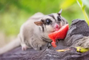 Sugar Gliders Eat Scrambled Eggs