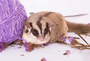Sugar Gliders Like to Drink