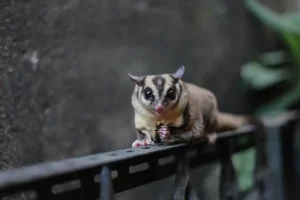 Toxic Plants for Sugar Gliders