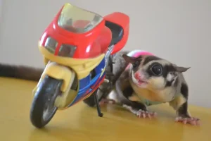 Toys Important for Sugar Gliders