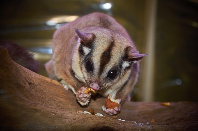Sugar glider sitting on a tree branch flying squirrel vs sugar glider