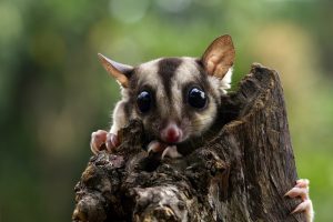 what is the habitat of a sugar glider – sugar glider sitting on a tree branch in its natural forest habitat