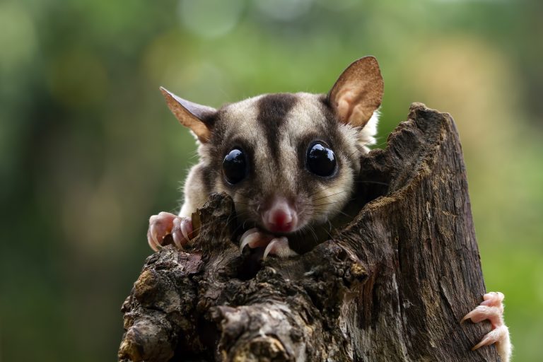 what is the habitat of a sugar glider – sugar glider sitting on a tree branch in its natural forest habitat