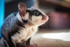 Sugar glider sitting on a tree branch what is the life expectancy of a sugar glider​