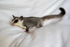 one sugar glider