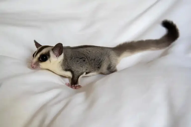 one sugar glider