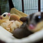 DIY sugar glider cage setup showing how to build a sugar glider cage using a large PVC frame habitat