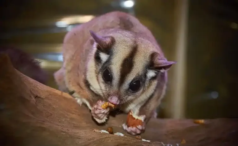 sugar glider ownership