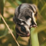 how to clean a sugar glider cage properly step by step cleaning process how to clean a sugar glider cage properly​