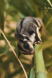 how to clean a sugar glider cage properly step by step cleaning process how to clean a sugar glider cage properly​